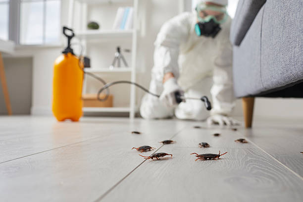 Commercial Rodent Management in Temple